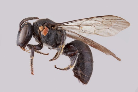 [Meroglossa male (lateral/side view) thumbnail]